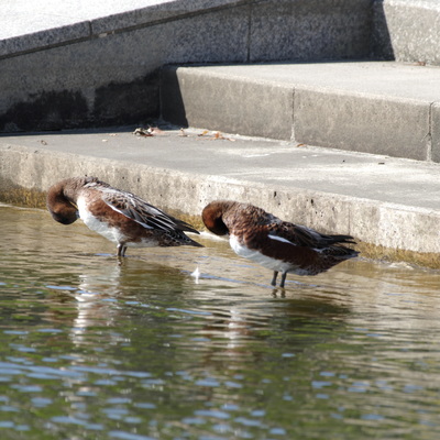 ひどり9.jpg