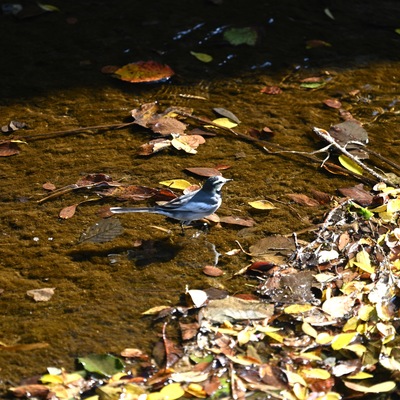 ハクセキレイ__01.JPG