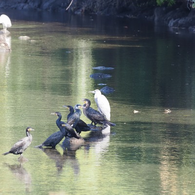 鳥達.jpg