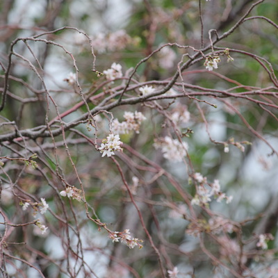 桜1.jpg