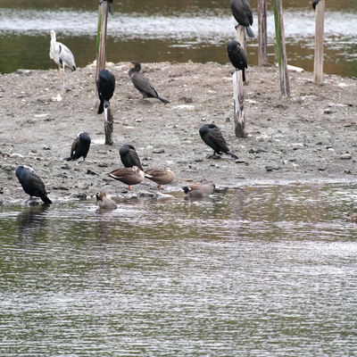鳥達.jpg