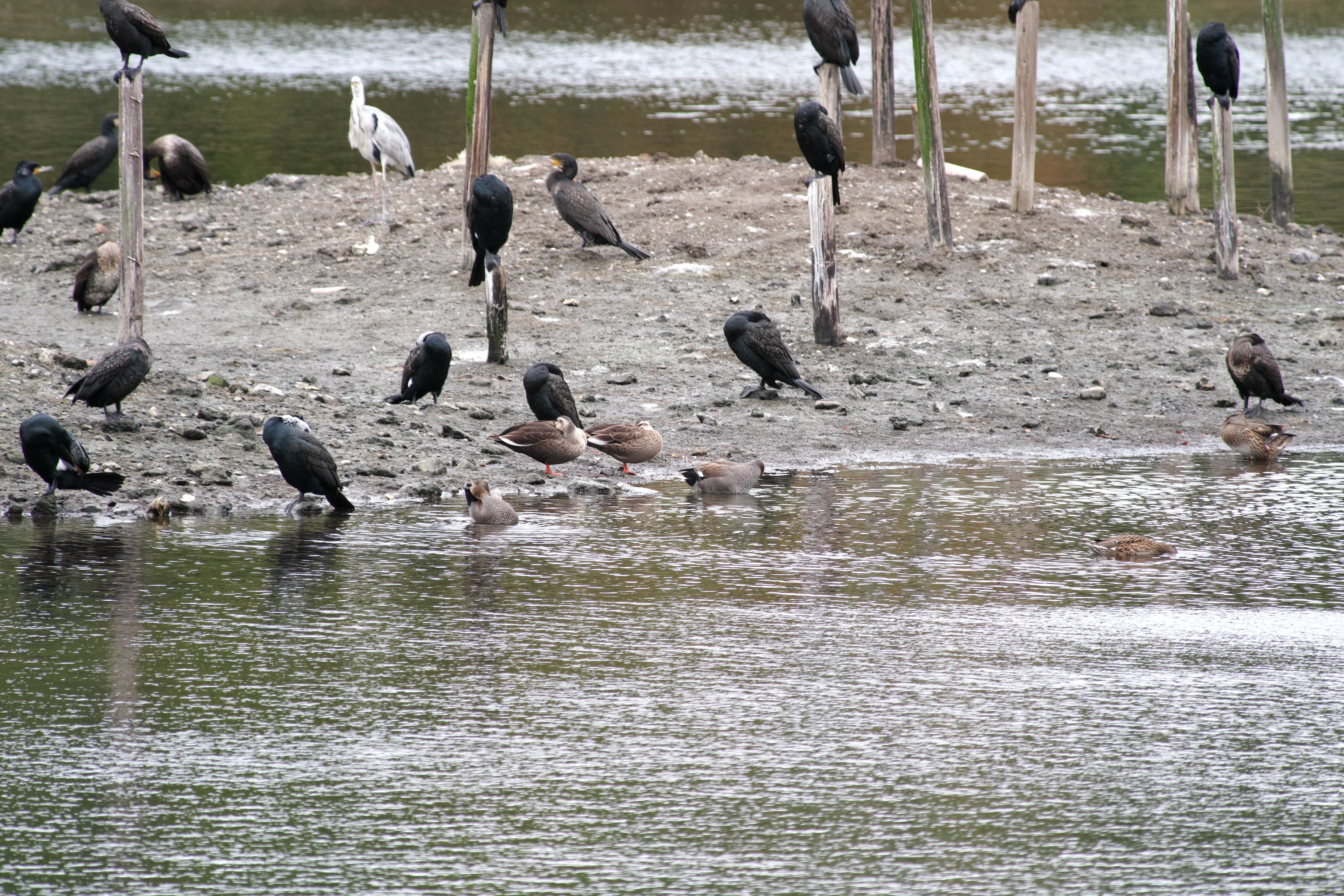 鳥達.jpg