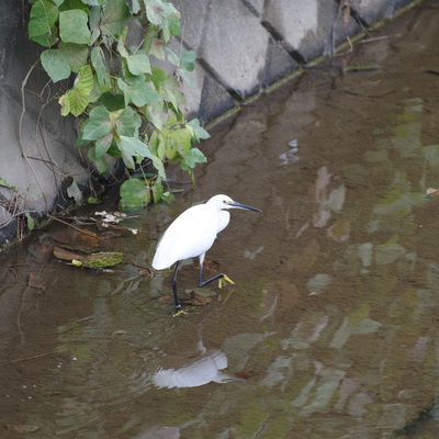 こさぎ1.jpg