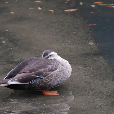 カル12.jpg