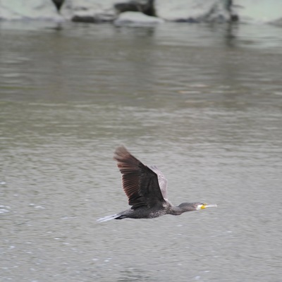 カワウ飛ぶ.jpg