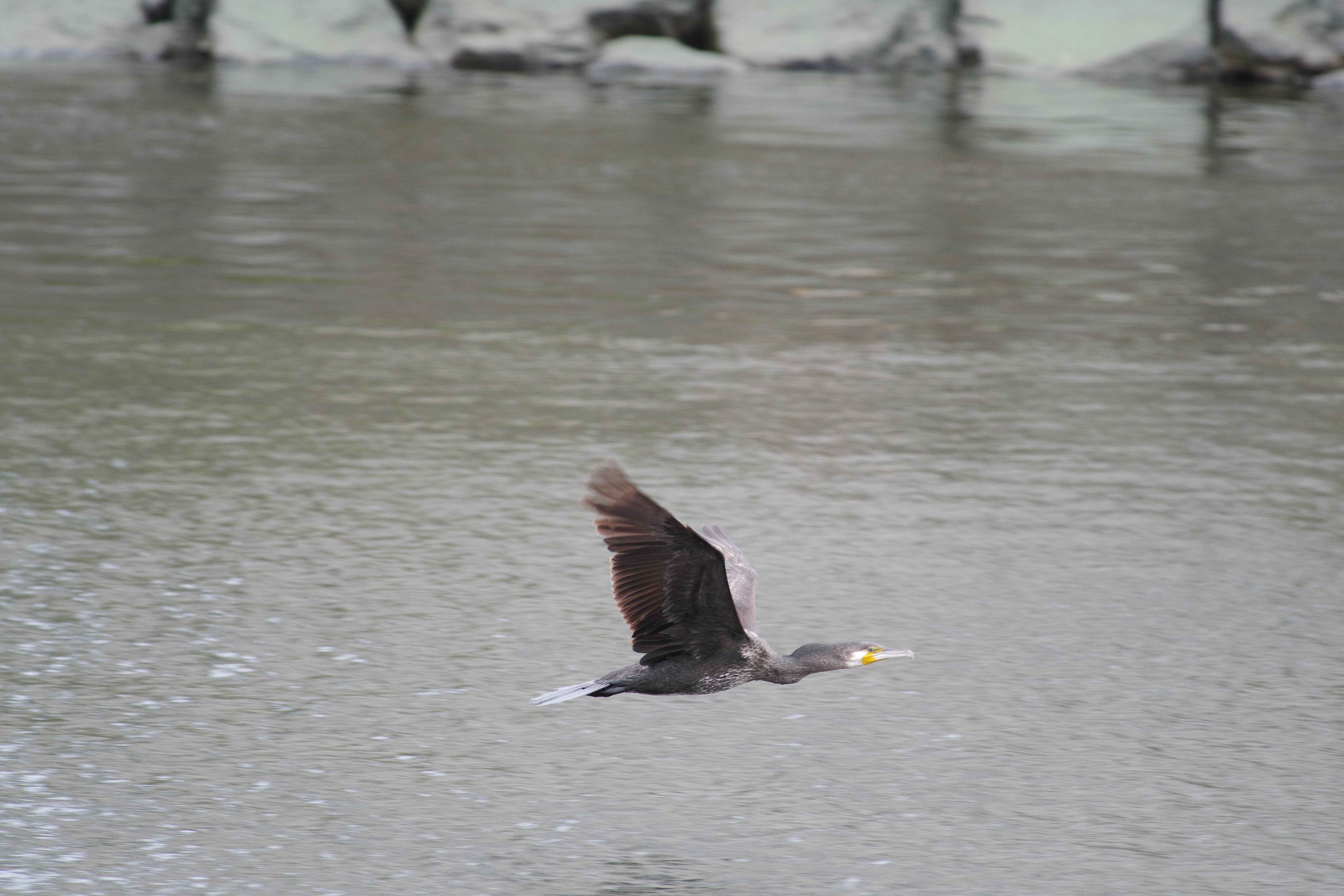 カワウ飛ぶ.jpg
