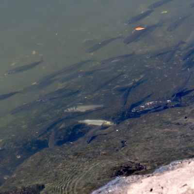 魚む_.JPG