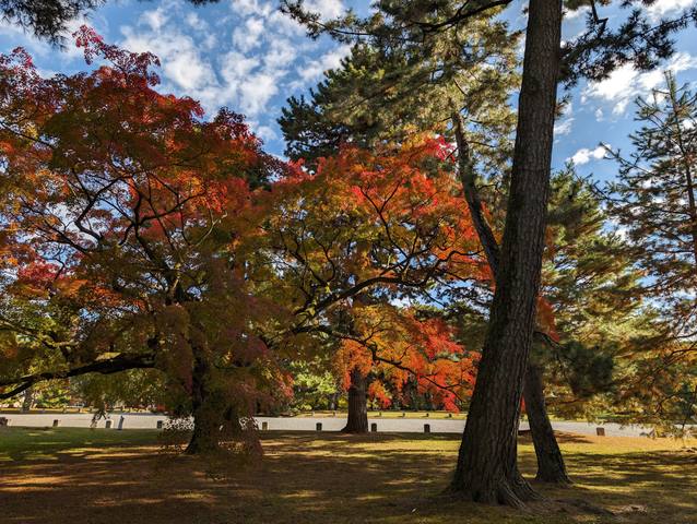 京都御苑003.jpg