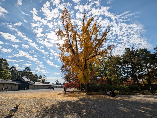 京都御苑005.jpg