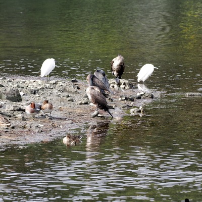 鳥達.jpg