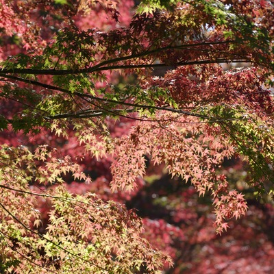 紅葉1.jpg