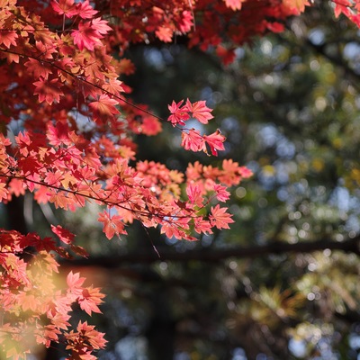 紅葉3.jpg