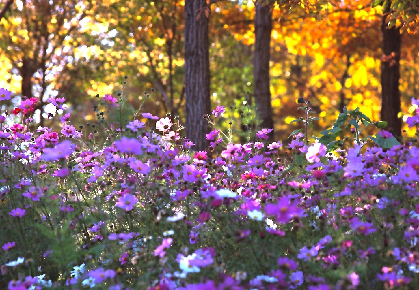 ０８2023.11.26_100mm2.8_馬美丘公園　.jpg