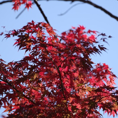 紅葉.jpg