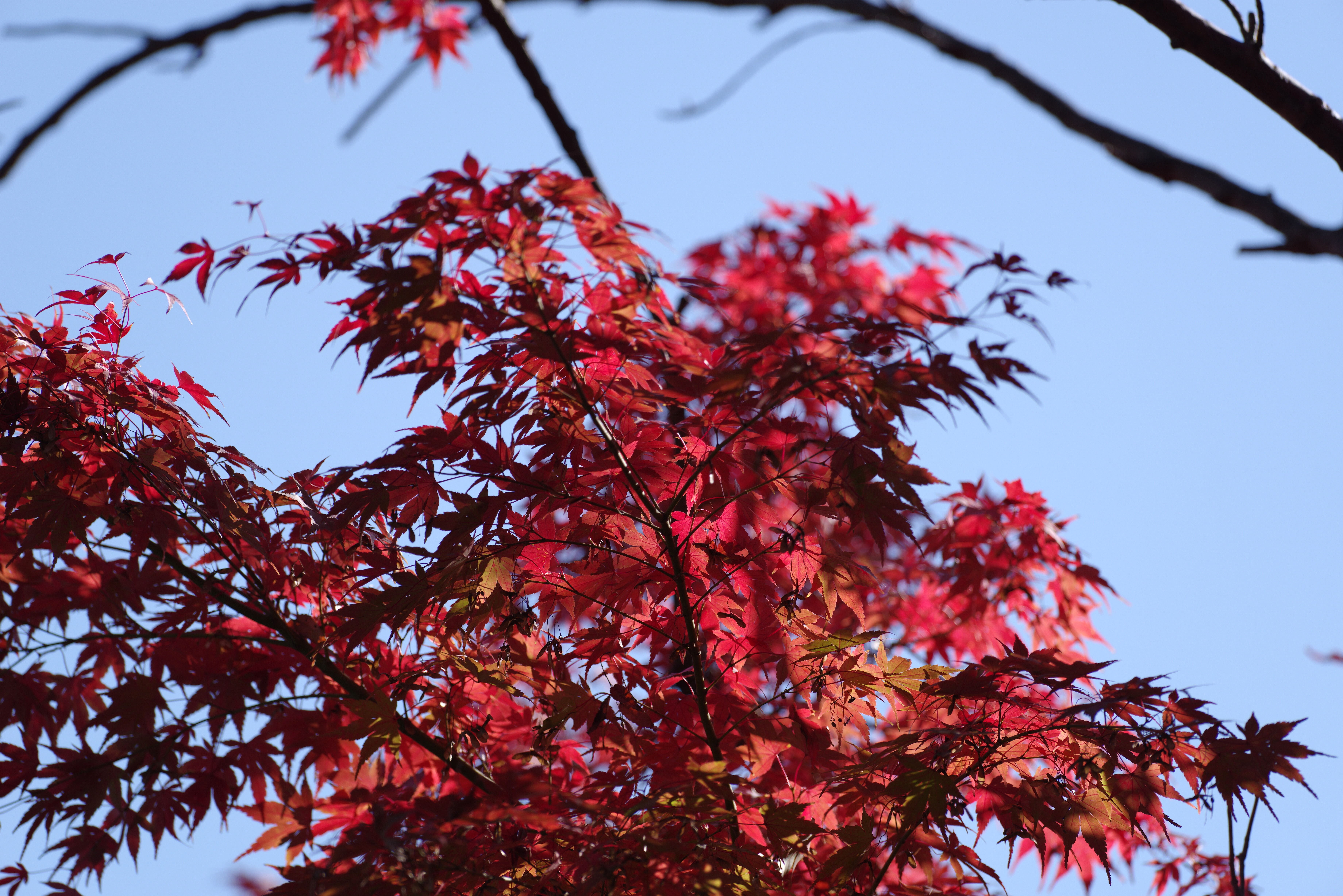 紅葉.jpg