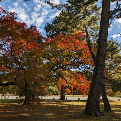 京都御苑021.jpg