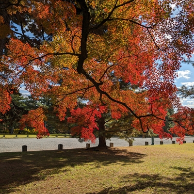 京都御苑019.jpg