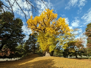 京都御苑018.jpg