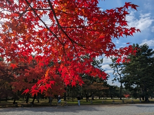 京都御苑016.jpg