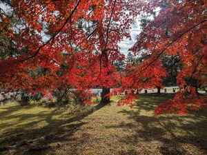 京都御苑015.jpg