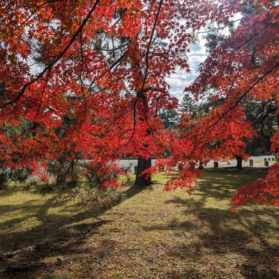 京都御苑015.jpg