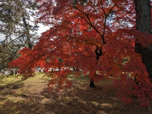 京都御苑014.jpg