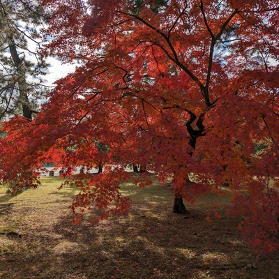 京都御苑014.jpg