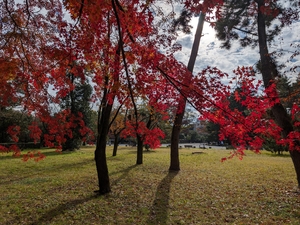 京都御苑011.jpg