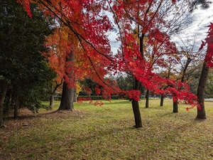 京都御苑010.jpg