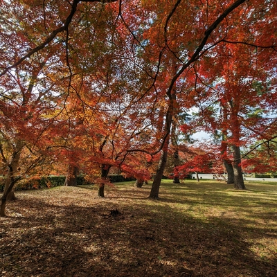 京都御苑007.jpg