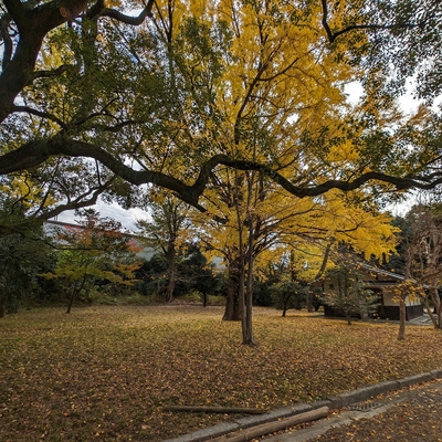 京都御苑001.jpg