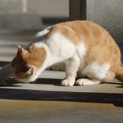 猫1.jpg