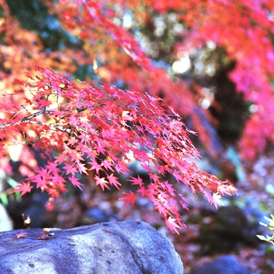 ０５2023.11.26_100mm2.8__馬美丘公園　.jpg