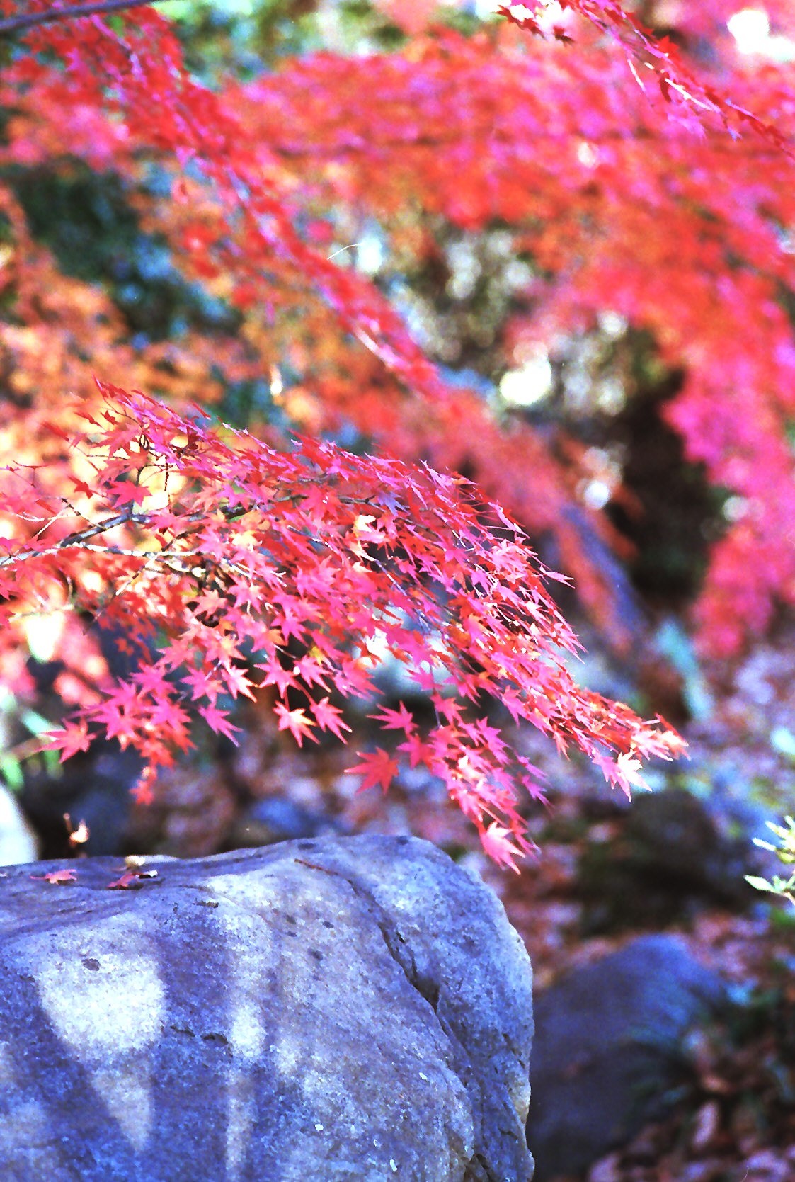 ０５2023.11.26_100mm2.8__馬美丘公園　.jpg