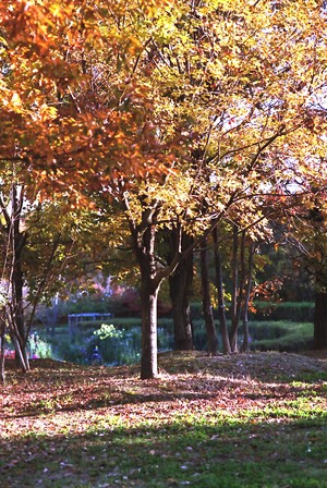 １０2003.11.26__om-2_B__100mm2.8　馬美丘公園　.jpg