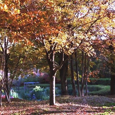 １０2003.11.26__om-2_B__100mm2.8　馬美丘公園　.jpg