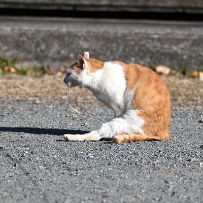 猫_.JPG