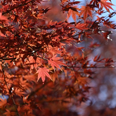紅葉_.JPG