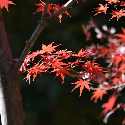 紅葉_.JPG