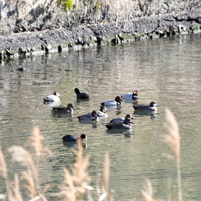 カモ達1.jpg