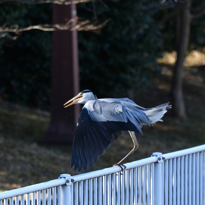 あおさぎ魚__03.JPG