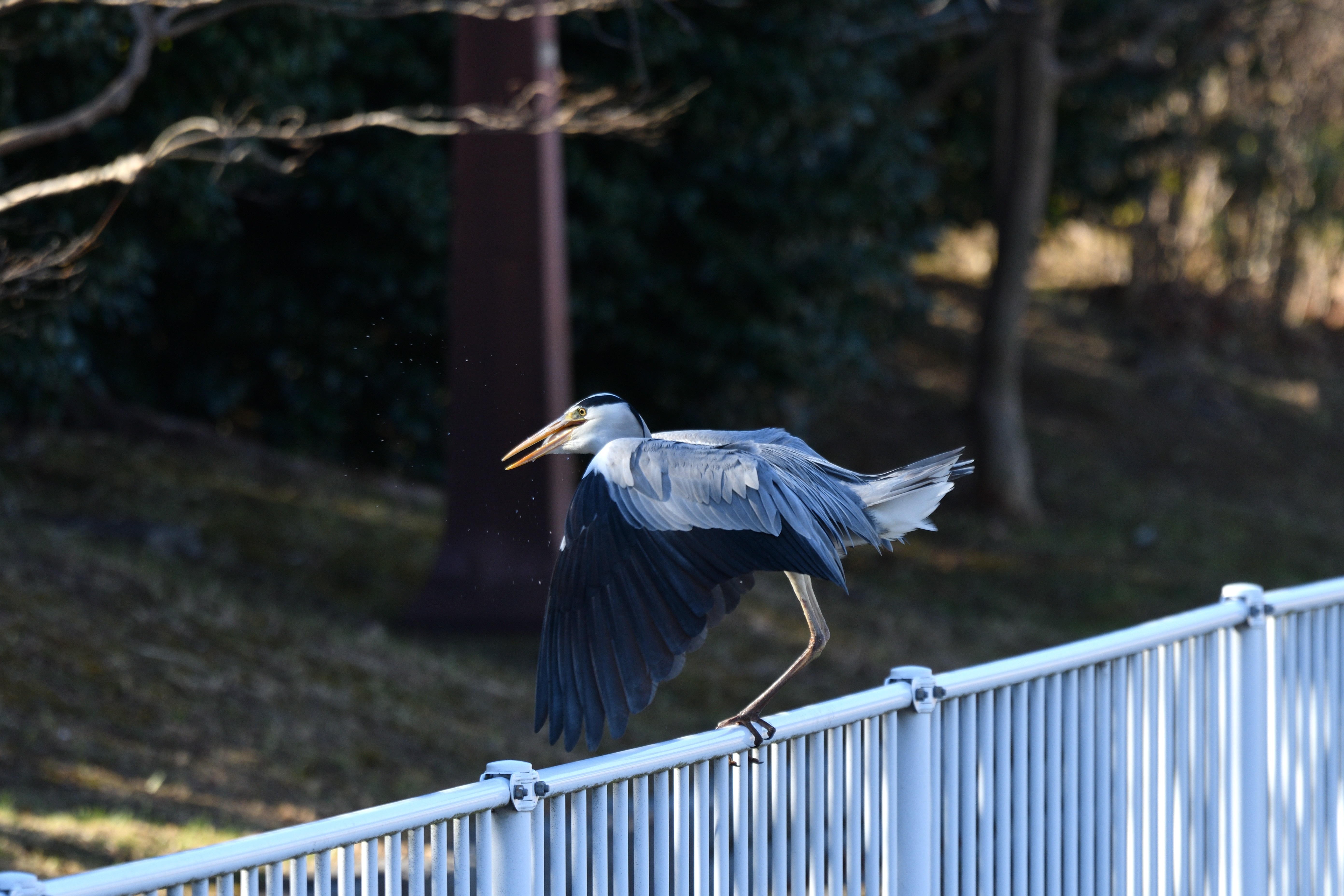 あおさぎ魚__03.JPG