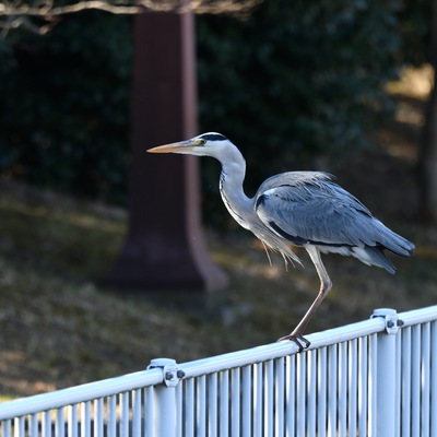 あおさぎ魚__04.JPG