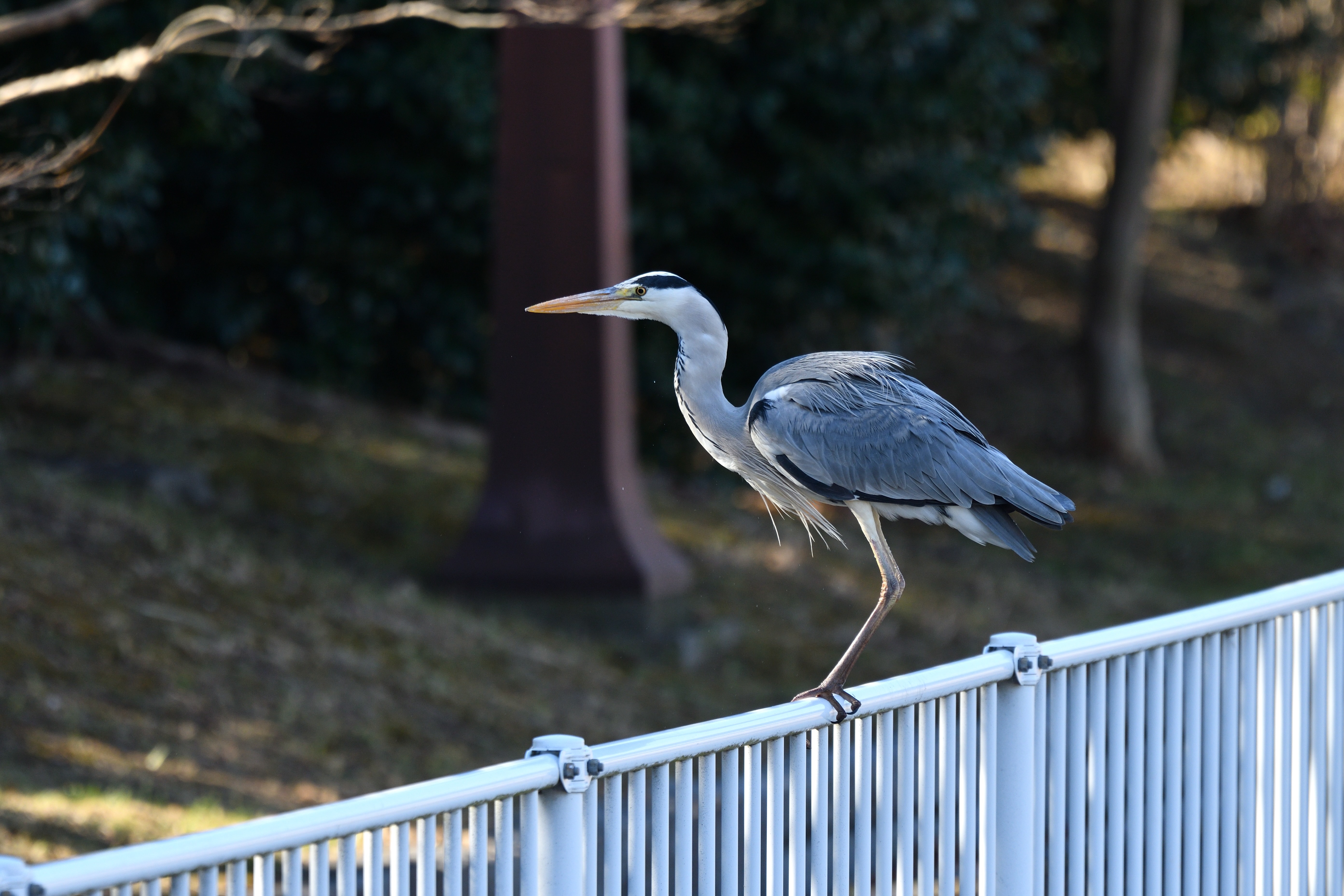 あおさぎ魚__04.JPG