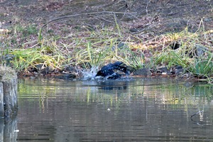 カラスの行水__02.JPG