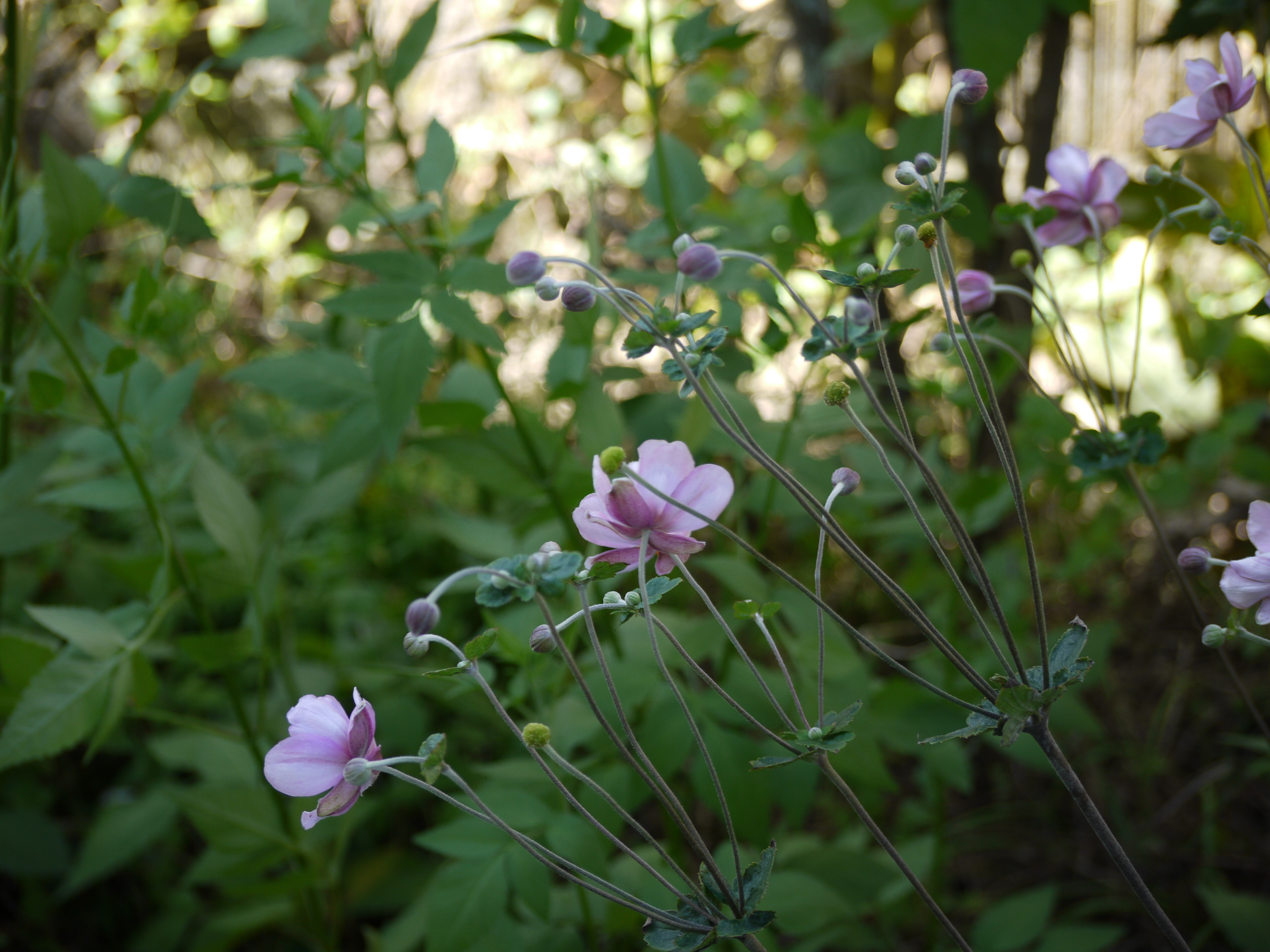 P1000488.JPG