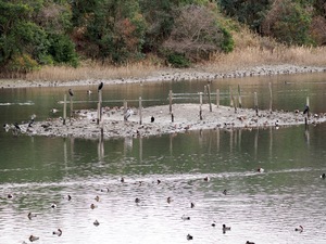 鳥達.jpg