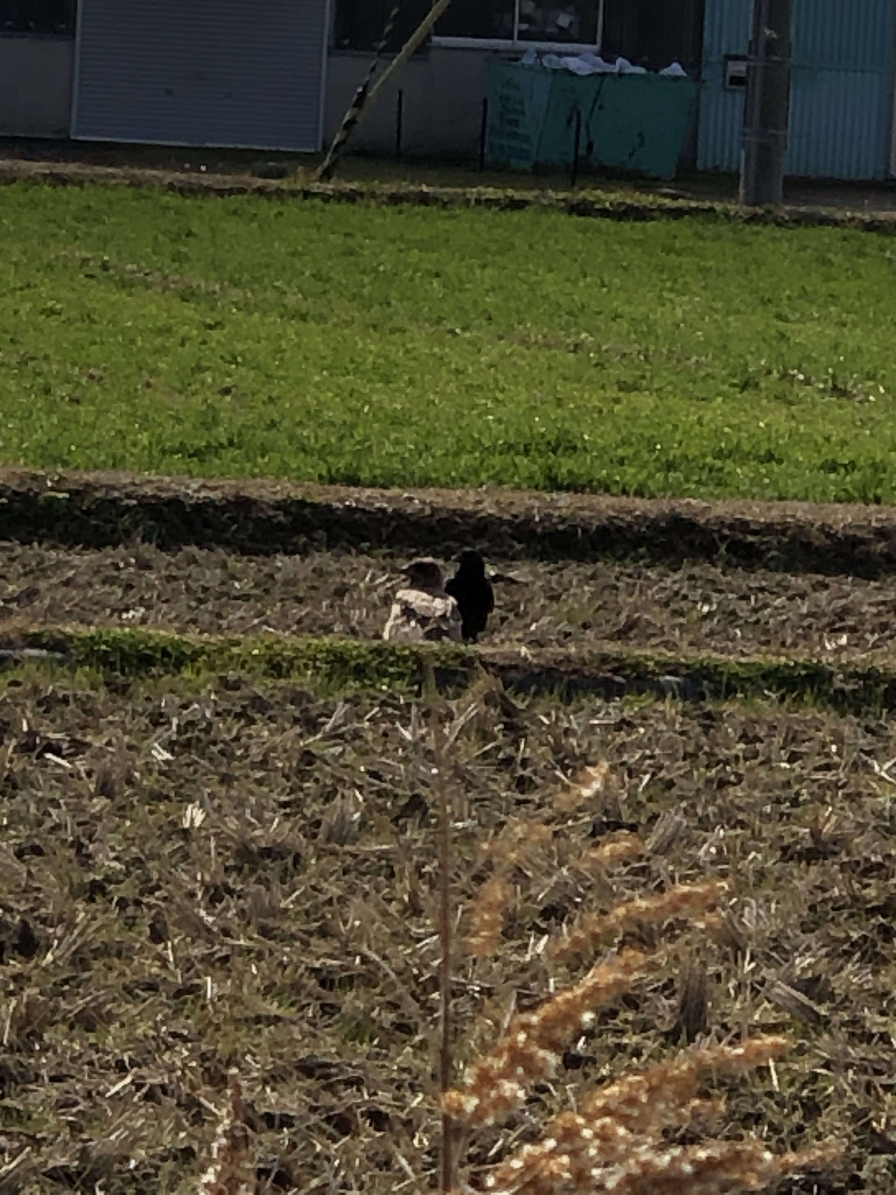 IMG_6183.jpeg