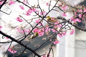 河津桜013.jpg