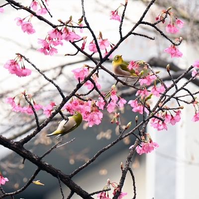 河津桜013.jpg